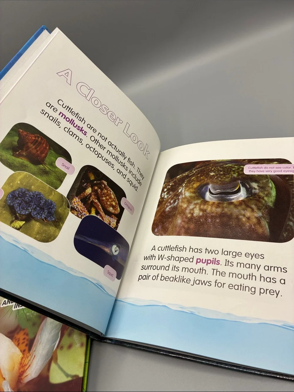 3/$10 Orchid Mantises and Cutttlefiah Underwater World Educational Books